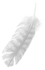 feather to wind